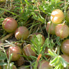 10 GROUND PLUM Flower Cover Ground Plum Milkvetch Astragalus Crassicarpus Seeds
