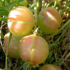 10 GROUND PLUM Flower Cover Ground Plum Milkvetch Astragalus Crassicarpus Seeds