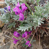 10 GROUND PLUM Flower Cover Ground Plum Milkvetch Astragalus Crassicarpus Seeds
