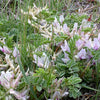 10 GROUND PLUM Flower Cover Ground Plum Milkvetch Astragalus Crassicarpus Seeds