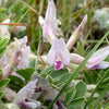10 GROUND PLUM Flower Cover Ground Plum Milkvetch Astragalus Crassicarpus Seeds