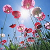 1000 PEPPERBOX POPPY MIX Papaver Somniferum Mixed Colors Red Violet Flower Seeds