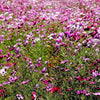 1000 PEPPERBOX POPPY MIX Papaver Somniferum Mixed Colors Red Violet Flower Seeds