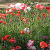 1000 PEPPERBOX POPPY MIX Papaver Somniferum Mixed Colors Red Violet Flower Seeds