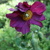 10 MIXED HIMALAYAN POPPY Blue Red Violet Meconopsis Napaulensis Mix Flower Seeds
