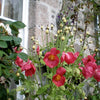 10 MIXED HIMALAYAN POPPY Blue Red Violet Meconopsis Napaulensis Mix Flower Seeds