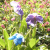 10 MIXED HIMALAYAN POPPY Blue Red Violet Meconopsis Napaulensis Mix Flower Seeds
