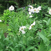10 MIXED HIMALAYAN POPPY Blue Red Violet Meconopsis Napaulensis Mix Flower Seeds
