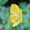 10 MIXED HIMALAYAN POPPY Blue Red Violet Meconopsis Napaulensis Mix Flower Seeds