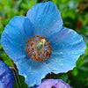 10 MIXED HIMALAYAN POPPY Blue Red Violet Meconopsis Napaulensis Mix Flower Seeds