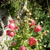 10 MIXED HIMALAYAN POPPY Blue Red Violet Meconopsis Napaulensis Mix Flower Seeds