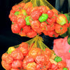 40 Orange SCOTCH BONNET PEPPER very hot Jamaican Capsicum Chinense Vegetable Seeds