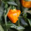 40 Orange SCOTCH BONNET PEPPER very hot Jamaican Capsicum Chinense Vegetable Seeds