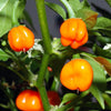 40 Orange SCOTCH BONNET PEPPER very hot Jamaican Capsicum Chinense Vegetable Seeds