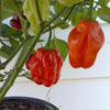 40 Orange SCOTCH BONNET PEPPER very hot Jamaican Capsicum Chinense Vegetable Seeds