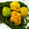 40 Yellow SCOTCH BONNET PEPPER very hot Jamaican Capsicum Chinense Vegetable Seeds