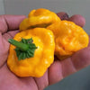 40 Yellow SCOTCH BONNET PEPPER very hot Jamaican Capsicum Chinense Vegetable Seeds