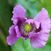 1000 SINGLE LILAC POPPY Papaver Somniferum Purple Heirloom Flower Seeds