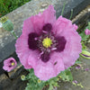 1000 SINGLE LILAC POPPY Papaver Somniferum Purple Heirloom Flower Seeds