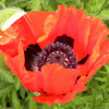 100 RED TURKISH POPPY Heirloom Papaver Somniferum Flower Seeds