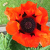 100 RED TURKISH POPPY Heirloom Papaver Somniferum Flower Seeds
