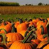 50 CONNECTICUT FIELD PUMPKIN BigTom Orange Yankee Cucurbita Pepo Vegetable Seeds
