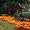 50 CONNECTICUT FIELD PUMPKIN BigTom Orange Yankee Cucurbita Pepo Vegetable Seeds