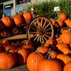 50 SPOOKIE PUMPKIN aka Deep Sugar Pie Pumpkin Cucurbita Pepo Vegetable Seeds