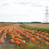 50 SPOOKIE PUMPKIN aka Deep Sugar Pie Pumpkin Cucurbita Pepo Vegetable Seeds