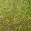 500 CANADIAN RYE Elymus Canadensis Grain Grazing Grass Ground Cover Seeds