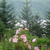 15 Pink WOOD'S ROSE Bush Mountain Rose Rosa Woodsii Fragrant Flower Seeds