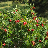 15 Pink WOOD'S ROSE Bush Mountain Rose Rosa Woodsii Fragrant Flower Seeds