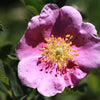 15 Pink WOOD'S ROSE Bush Mountain Rose Rosa Woodsii Fragrant Flower Seeds