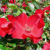 30 JAPANESE RED ROSE Bush Rosa Rugosa Rubra Rugrose Fragrant Flower Seeds