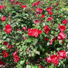 30 JAPANESE RED ROSE Bush Rosa Rugosa Rubra Rugrose Fragrant Flower Seeds