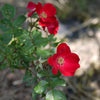 30 JAPANESE RED ROSE Bush Rosa Rugosa Rubra Rugrose Fragrant Flower Seeds