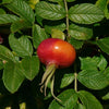 30 JAPANESE RED ROSE Bush Rosa Rugosa Rubra Rugrose Fragrant Flower Seeds