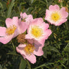50 Thornless Pink DOG BRIER ROSE Bush Rosa Canina Inermis Victory Garden Fragrant Flower Seeds