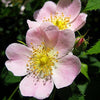 50 Thornless Pink DOG BRIER ROSE Bush Rosa Canina Inermis Victory Garden Fragrant Flower Seeds