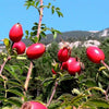 50 Thornless Pink DOG BRIER ROSE Bush Rosa Canina Inermis Victory Garden Fragrant Flower Seeds