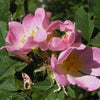 50 Thornless Pink DOG BRIER ROSE Bush Rosa Canina Inermis Victory Garden Fragrant Flower Seeds