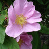 10 Pink CINNAMON ROSE Bush Amur Rosa Davurica Fragrant Flower Seeds