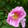 10 Pink CINNAMON ROSE Bush Amur Rosa Davurica Fragrant Flower Seeds