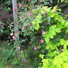25 Mixed Colors ANGEL WINGS Miniature ROSE Bush Mix Rosa Chinensis Flower Seeds