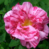25 Mixed Colors ANGEL WINGS Miniature ROSE Bush Mix Rosa Chinensis Flower Seeds