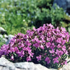150 SPRING CHARM ROCKCRESS Rose Rock Cress Arabis Arendsii Flower Mix Seeds