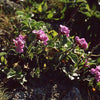 150 SPRING CHARM ROCKCRESS Rose Rock Cress Arabis Arendsii Flower Mix Seeds
