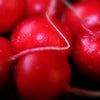 500 CHAMPION RADISH Sweet Scarlet Red Raphanus Sativus Root Vegetable Seeds