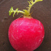 500 CHAMPION RADISH Sweet Scarlet Red Raphanus Sativus Root Vegetable Seeds