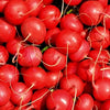 500 CHAMPION RADISH Sweet Scarlet Red Raphanus Sativus Root Vegetable Seeds